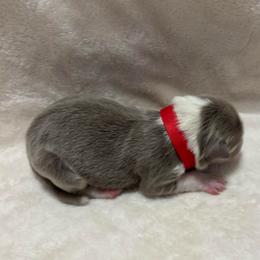 Red Collar - Lilac female Border Collie puppy in Gadsden, Alabama from Collie Wood Hills