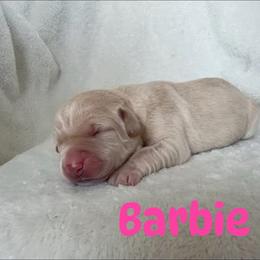 Barbie - Yellow female Labrador Retriever puppy in Lucasville, Ohio from Backwoods Labradors