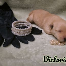 German Shepherd and Scottish Terrier Puppies from Viceroy's Kennel LLC