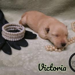 German Shepherd and Scottish Terrier Puppies from Viceroy's Kennel LLC