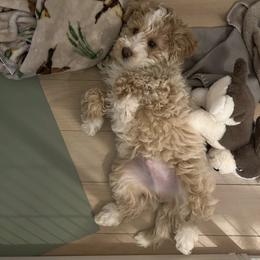 Nem - Phantom male Bernedoodle puppy in Leesport, Pennsylvania from Bechtel’s Doodles