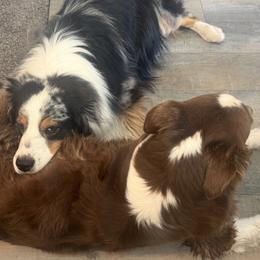 Australian Shepherd puppies from Miska’s Australian Shepherds