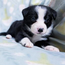 Venus - Black and white female Border Collie puppy in Raccoon, Kentucky from Skyline Border Collies
