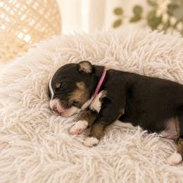 Moana - Tri-color female Bernedoodle puppy in Venice, Florida from Sixlittles and Bernedoodles