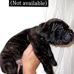 Cane Corso Puppies from Rock Creek Cane Corso
