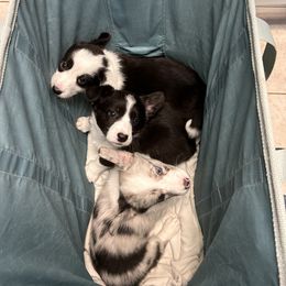 Cardigan Welsh Corgi Puppies from Smoky Tails Corgis