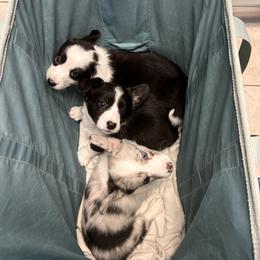 Cardigan Welsh Corgi Puppies from Smoky Tails Corgis