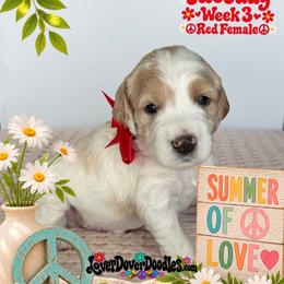Ruby - Parti female Goldendoodle puppy in Frostproof, Florida from Lover Dover Doodles