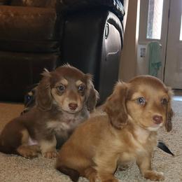 Dachshund Puppies from Destiny's Dachshunds
