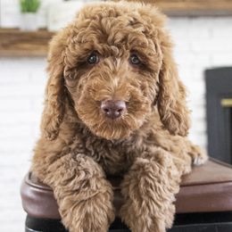 Assorted Doodle Crosses, Bernedoodle, Double Doodle, Goldendoodle, Labradoodle, and Whoodle Puppies from Our Little Farm Life Doodles