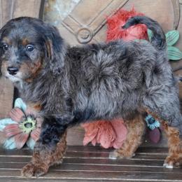 Boy 4 - Blue merle male Aussiedoodle puppy in Lawton, Oklahoma from Lindsey’s Aussies