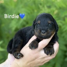 Birdie - Black phantom male Aussiedoodle puppy in Lancaster, Minnesota from Finney Ranch
