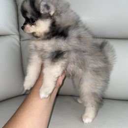 Pomeranian Puppies from Furever Blessed