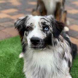 Australian Shepherds from Iron Side Ranch Australian Shepherds