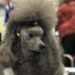 Poodles from Starcrest Poodles