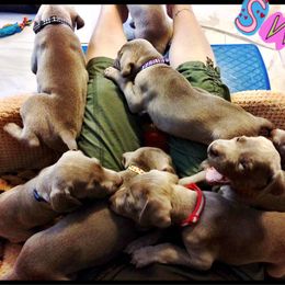 Weimaraner Puppies from Zauberhaft Weimaraners