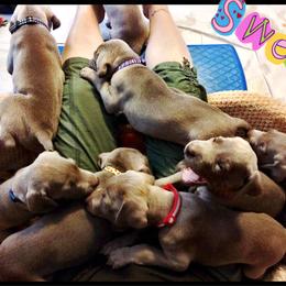 Weimaraner Puppies from Zauberhaft Weimaraners