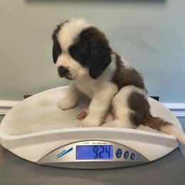 Boy 2 - Brown and white male Saint Bernard puppy in Clover, South Carolina from Sweetest Saints
