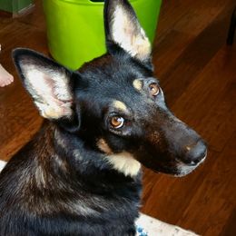 Lilly - German Shepherd