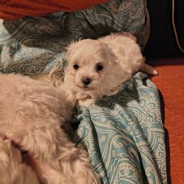Joy - White female Maltese puppy in Walker County, Georgia from Heltons Little Gems