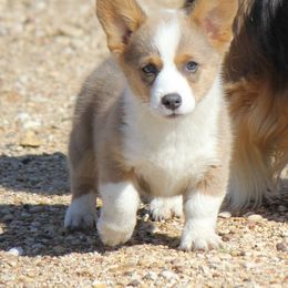 American Corgi and French Bulldog Puppies from Moonstone Corgis & Frenchies