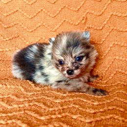 Dasher - Blue merle female Pomeranian puppy in Stroud, Oklahoma from Laik’s Little Shihtz & Poms