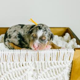 Autumn - female Australian Mountain Doodle puppy in Spanish Fork, Utah from K Brand Doodles