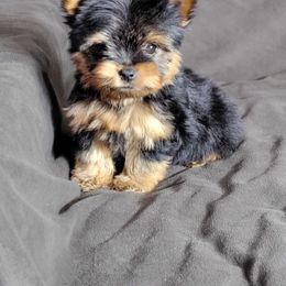 Holly - Black and gold female Yorkshire Terrier puppy in Middleton, Idaho from Rocky Mountain Yorkies