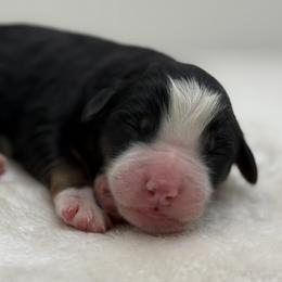 Boy 1 - Tri-color male Bernedoodle puppy in Montverde, Florida from Central Florida Bernedoodles