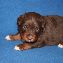 Kenobi - Red tri-color male Miniature American Shepherd puppy in Hillsdale, Michigan from Faithwalk Aussies and Mini American Shepherds