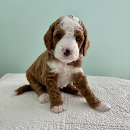 Tucker - Red  male Goldendoodle puppy in Stanford, Kentucky from Holloway Goldendoodles