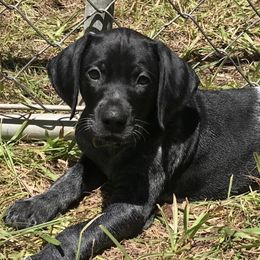 German Shorthaired Pointers from Double R Gun Dogs