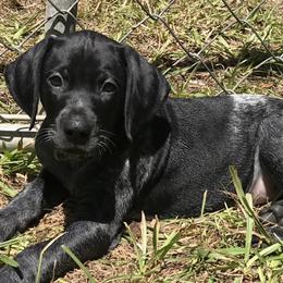 German Shorthaired Pointers from Double R Gun Dogs