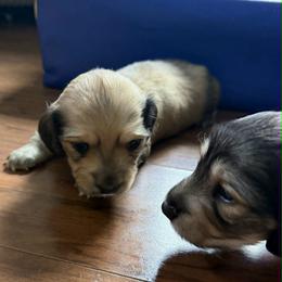Dachshund puppies from Always Darling Dachshunds