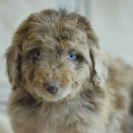 Aussiedoodle puppies from PTK Ranch