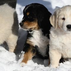 Bernese Mountain Dog, Golden Mountain Dog, and Golden Retriever Puppies from Grateful Bernese & Gage's Goldens