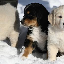 Bernese Mountain Dog, Golden Mountain Dog, and Golden Retriever Puppies from Grateful Bernese & Gage's Goldens