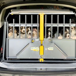 Australian Shepherd Puppies from Highline