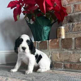 Coal - Black and white male English Springer Spaniel puppy in Wilmer, Alabama from Southbend Springers