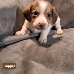 Copper - Red and white male Beagle puppy in Laton, California from McMillan Family Kennels