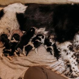 Newfoundland Puppies from Kinson Ridge Giants