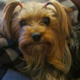 Penny - Yorkshire Terrier