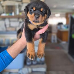 Cara - Black and mahogany female Rottweiler puppy in Salt Lake City, Utah from Snubnose Rottweilers LLC