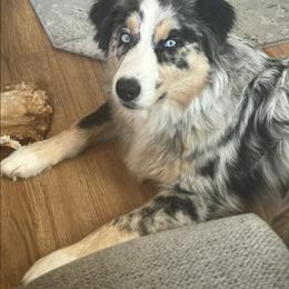 Australian Shepherd All Grown Up from Muckalee Lane Aussies