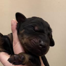 Boy 4 - male Doberman Pinscher puppy in Wellington, Ohio from Jessie J's Dobermans