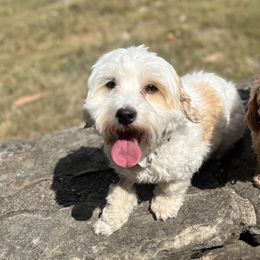 Havapoos from Havapoo Kennels