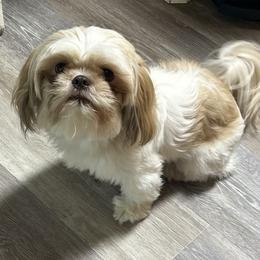 Happy - Shih Tzu