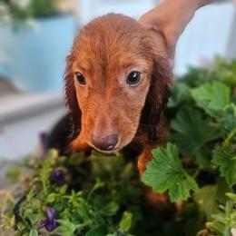 Chestnut - Sable male Dachshund puppy in Arthur, Illinois from Dachs and Poms
