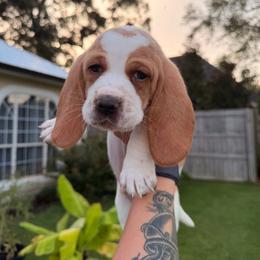 George-yellow - Lemon and white male Basset Hound puppy in Gulf Breeze, Florida from Breeze Basset Hounds
