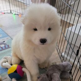 Donner - White female Samoyed puppy in Broomfield, Colorado from Klondike Snow Samoyeds